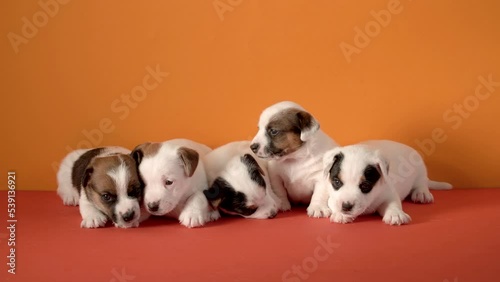 Cute puppies play at studio