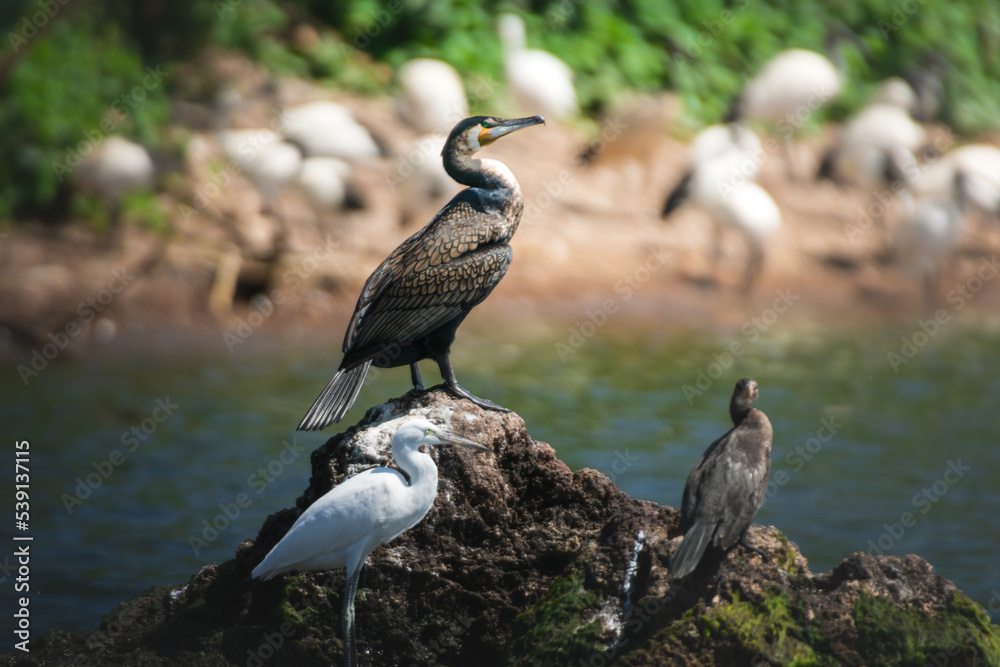 Fototapeta premium Greater Cormorant and Little egret on a rock on the shore of Lake Victoria, Tanzania.