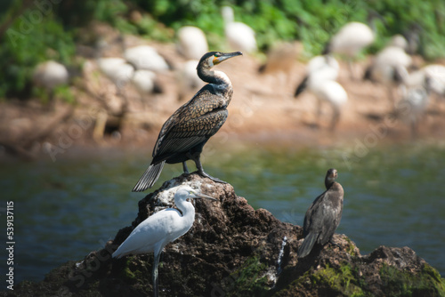 Greater Cormorant and Little egret on a rock on the shore of Lake Victoria  Tanzania.