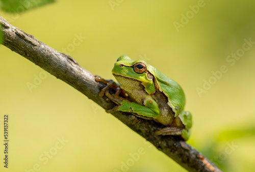 Tree frog sitting on stick
