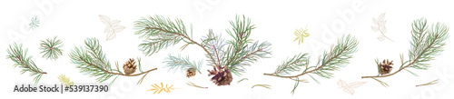 Horizontal border with pine branches and cones, needles on white background, hand digital draw, watercolor style, decorative botanical illustration for design, Christmas tree, vector
