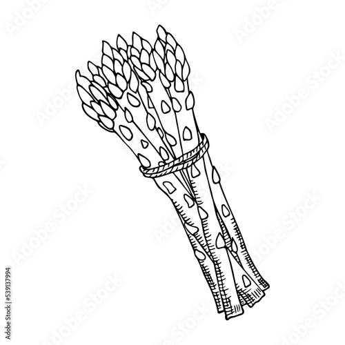 asparagus bunch, colorless contour drawing by hand with hatching