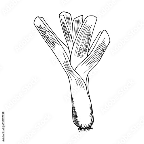 leek, colorless contour drawing by hand with hatching