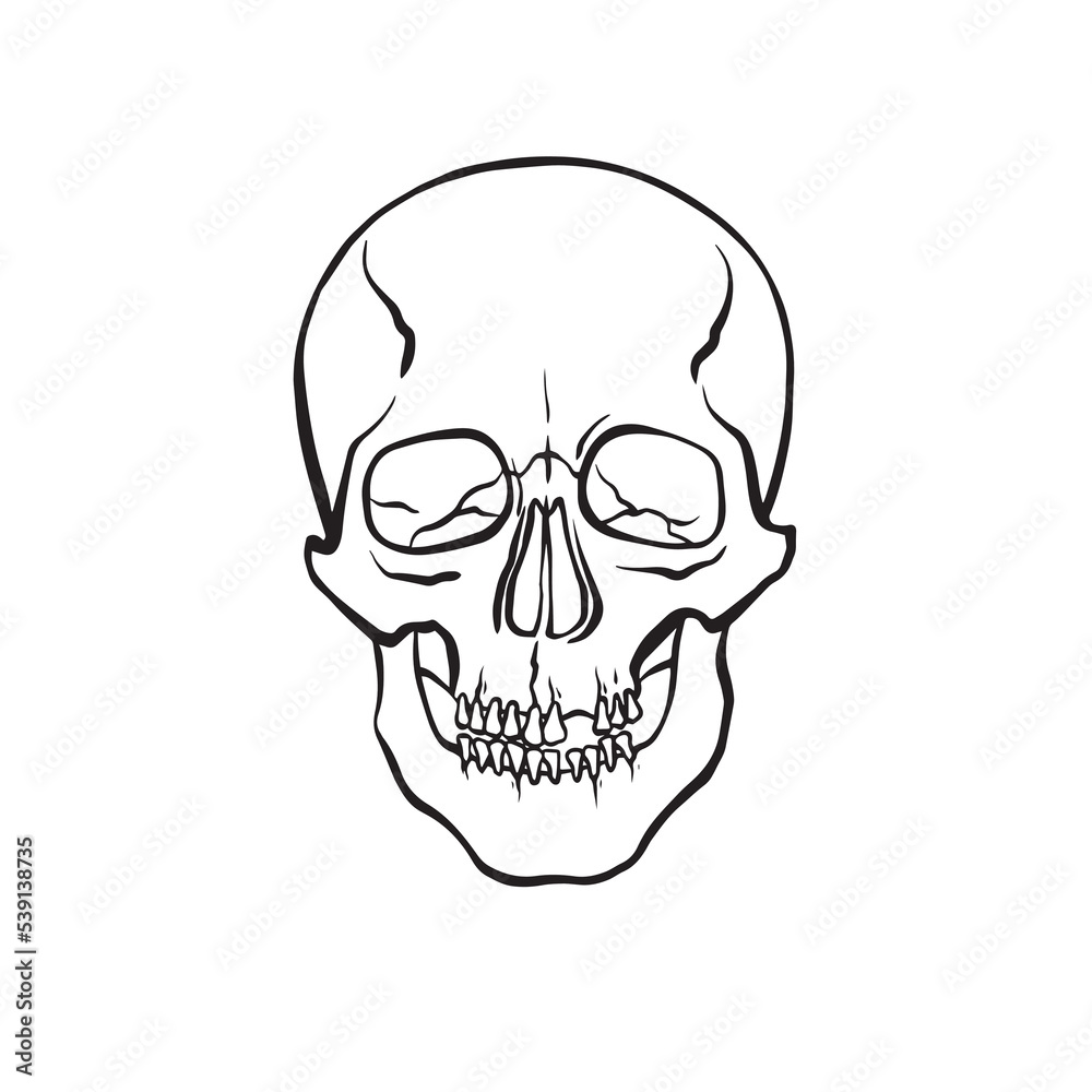 human skull 2