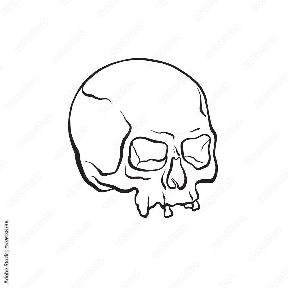human skull 3