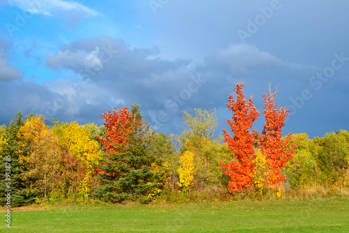 Autumn variety of colours in trees and bushes