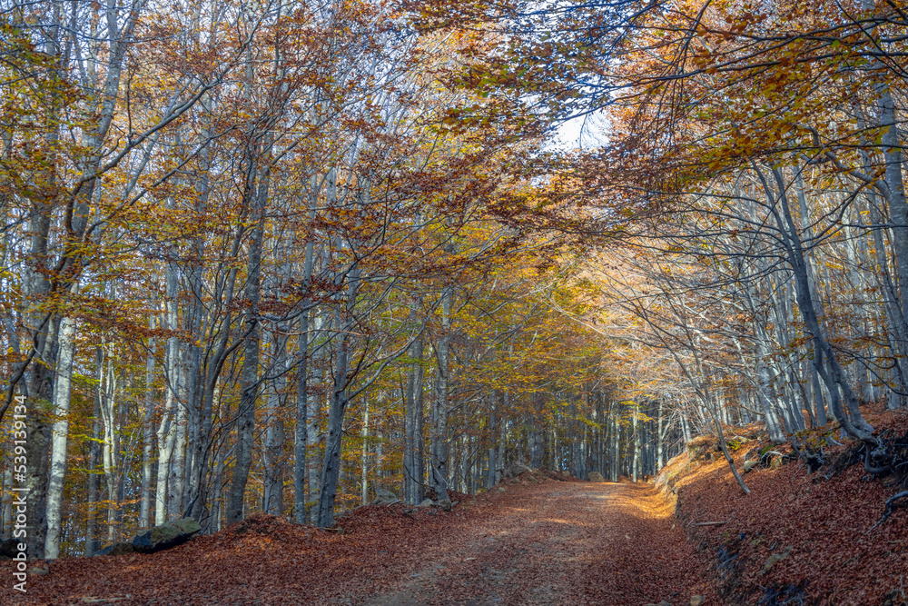 Fototapeta premium Road covered with leaves of beech trees in a beech forest in autumn, province of Genoa, Italy