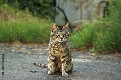 black-gray-striped sits on gray pavement with a serious expression on his face. in the background thickets of green grass.