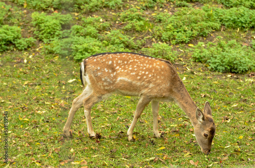 Young deer gazing in a meadow