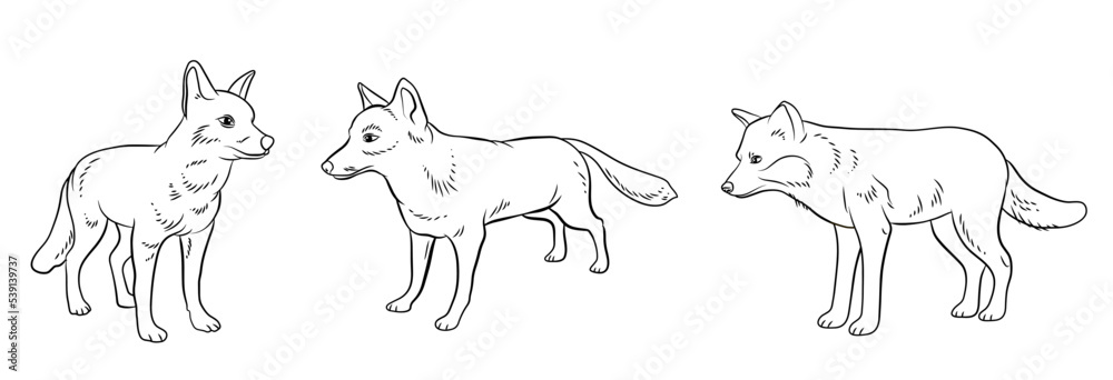 Animals. Black and white image of a fox, coloring book for children. Vector image. Animals. Black and white image of a fox, coloring book for children. Vector image.