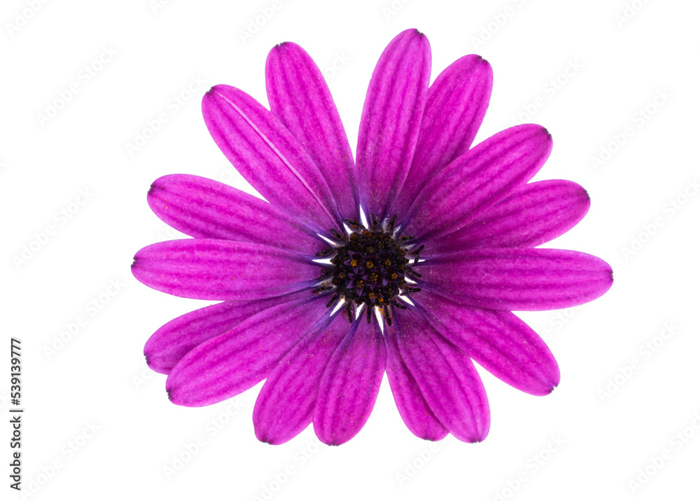 Osteosperumum Flower Daisy Isolated on White Background.