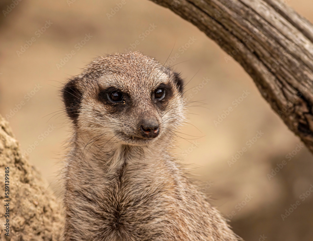 Fototapeta premium Young meerkat
