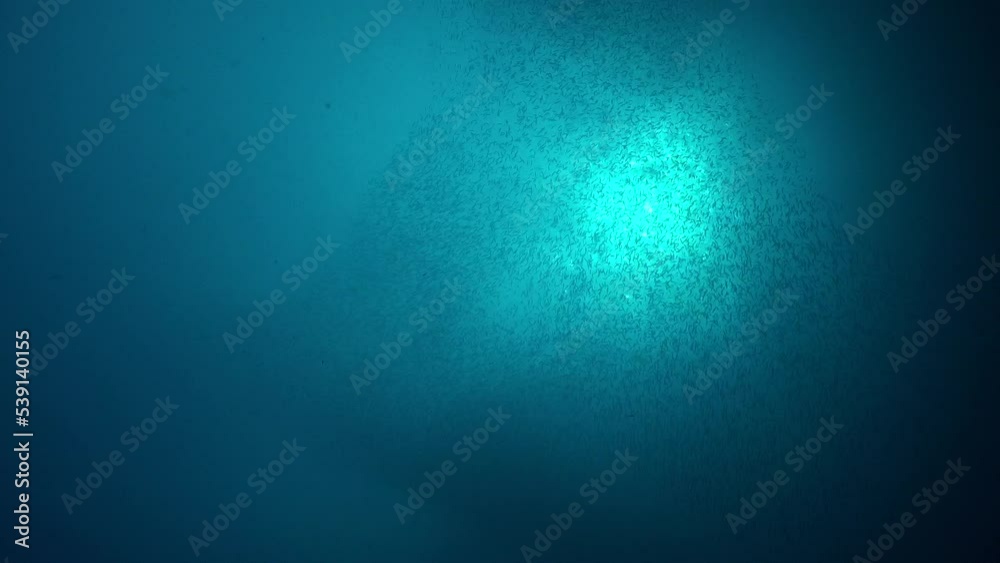 Fish shoal swimming underwater with sun in the background shining through ocean surface