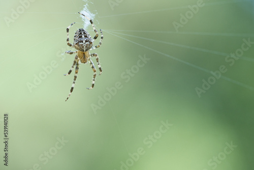 Cross spider in a spider web, lurking for prey. Blurred background © Martin