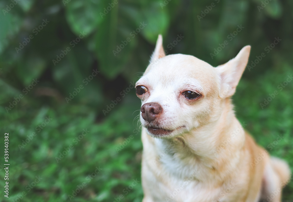 sad chihuahua dog sitting on green grass in the garden, crying with tears in his eyes.