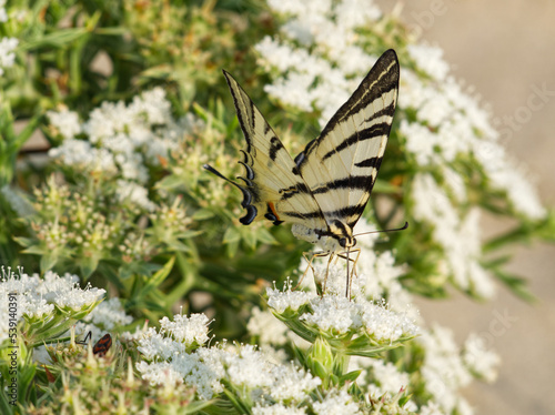 Yellow butterfly on white flowers on beige background. Macro of scare swallowtail butterfly. Natural earth tones background. Insect in the nature. Yellow black wings. Sail swallowtail gathers nectar.