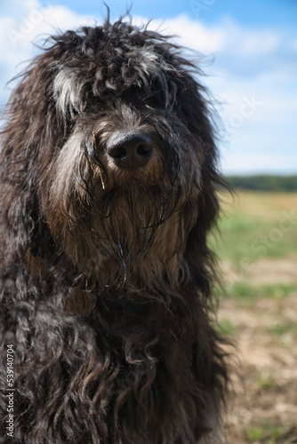 Portrait of a Goldendoodle dog. Fluffy, curly, long, black light brown coat. Dog photo