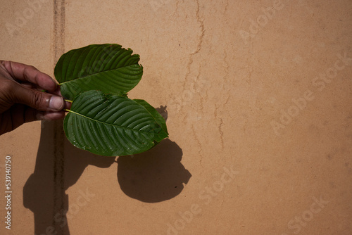 Wallpaper Mural plant in hands Torontodigital.ca