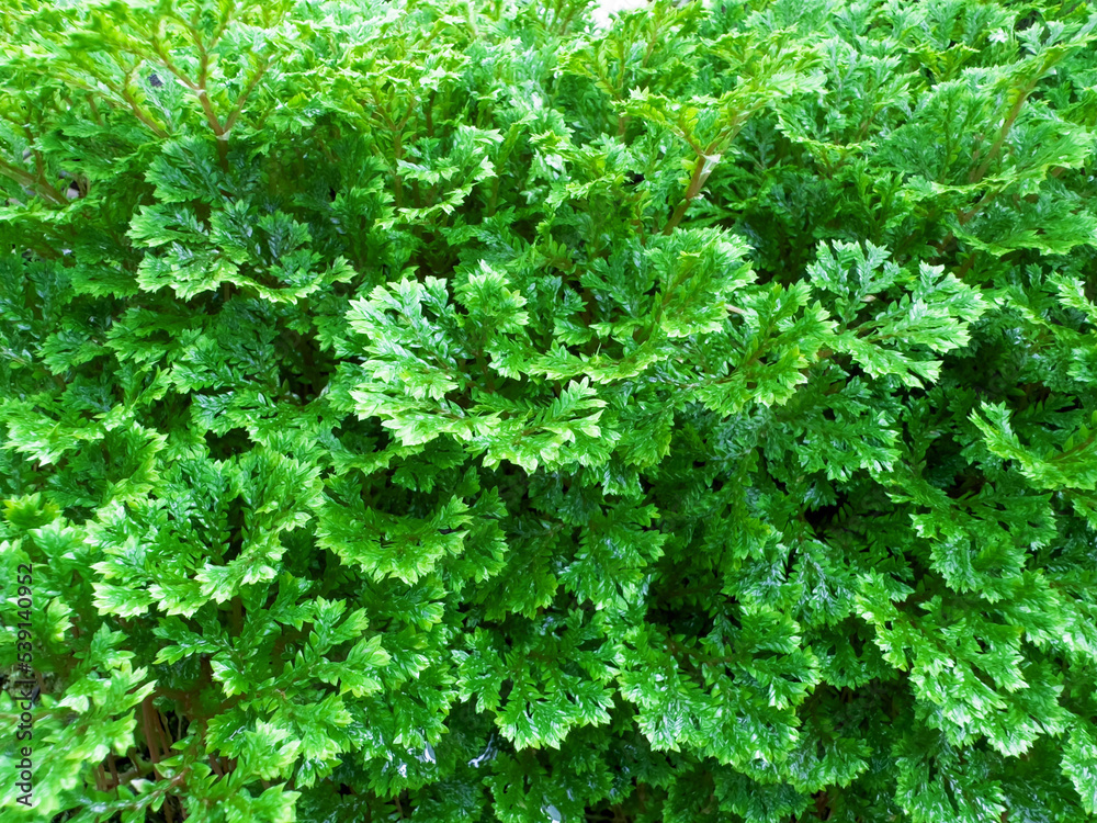 Selaginella kraussiana is a species of vascular plant in the family Selaginellaceae.
