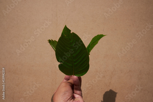 Wallpaper Mural hand holding a leaf Torontodigital.ca