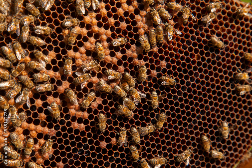 Working bees in a hive on honeycomb. Bees inside hive with sealed and open cells for their young.. Working bees in a hive on honeycomb. Bees inside hive with sealed and open cells for their young..