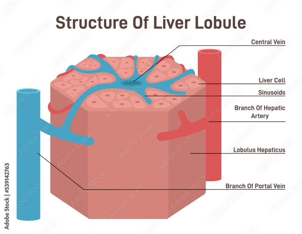 Liver lobule structure. Hexagonal shaped part of human internal Stock ... Biology Diagrams