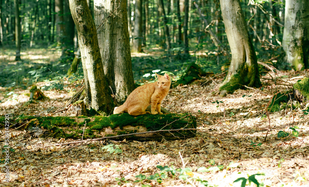 red cat walking outdoors in beautiful green park red cat walking outdoors in beautiful green park