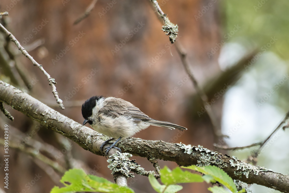 Naklejka premium Great tit sitting in tree on a branch. Wild animal foraging for food. Animal shot