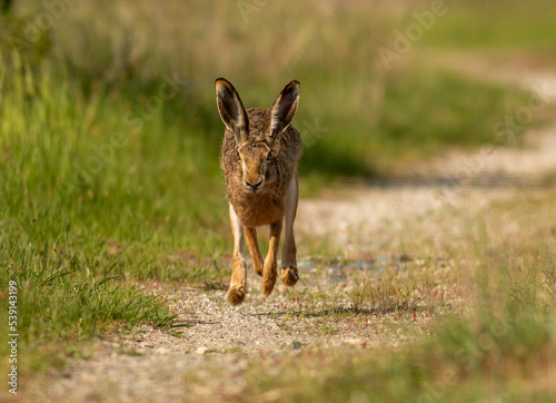 European Hare on dirty road