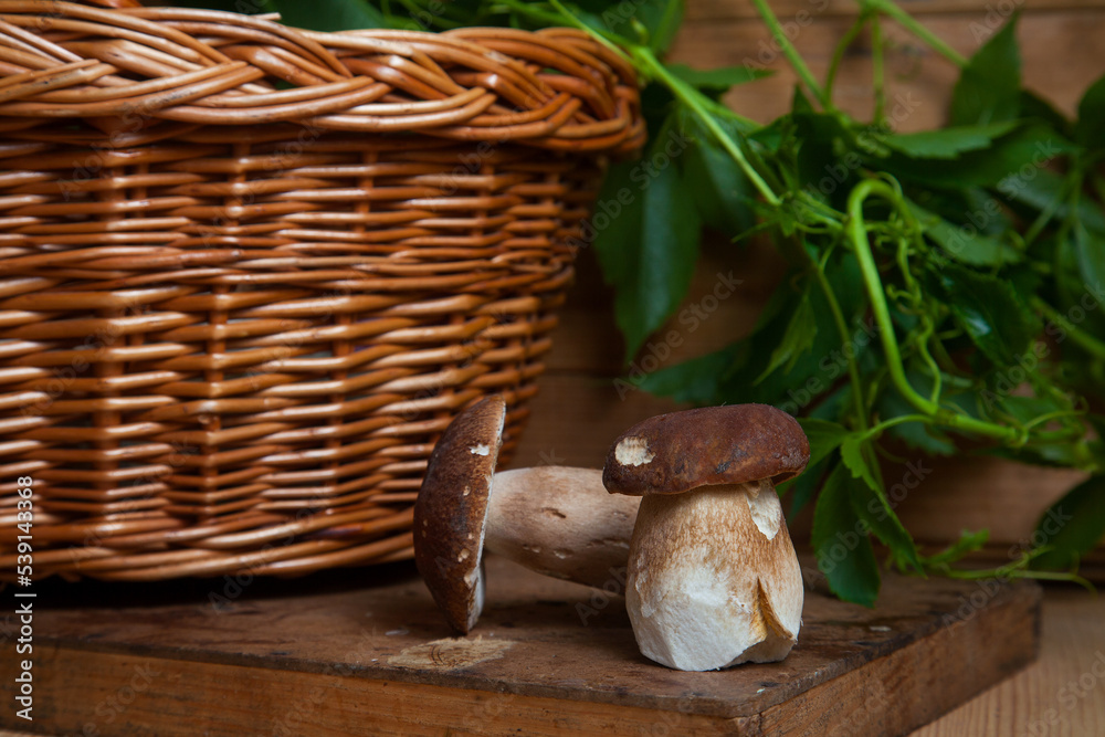 Two porcini mushrooms on wooden background at autumn season.. Two porcini mushrooms on wooden background at autumn season..