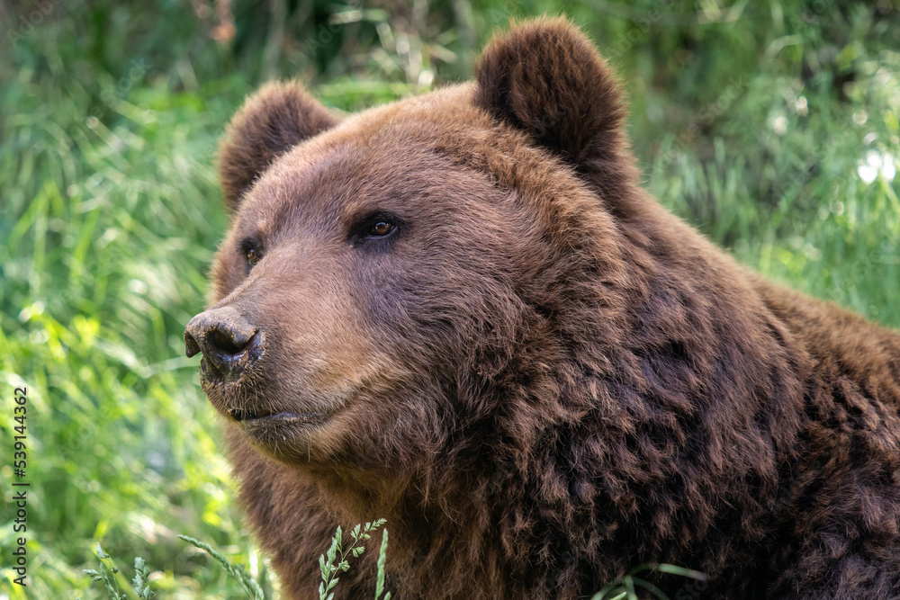 Kamchatka bear in the grass (Ursus arctos beringianus)