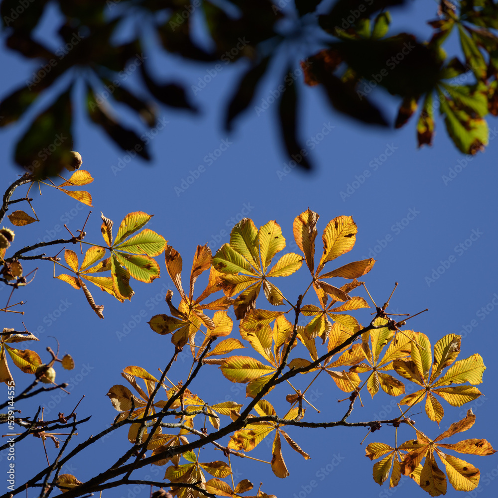AUTUMN TREE - Colorful chestnut leaves against the blue sky
