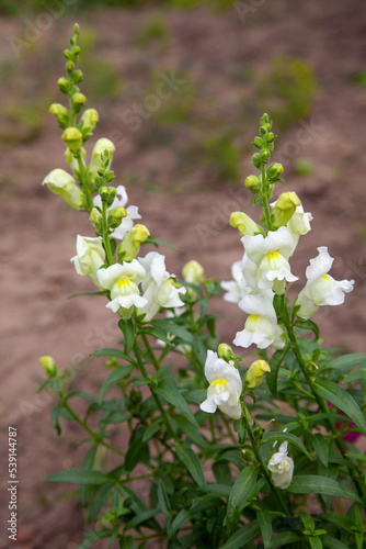 Fototapeta Naklejka Na Ścianę i Meble -  Snapdragon (Antirrhinum majus), snapdragon flower plant in a green garden..