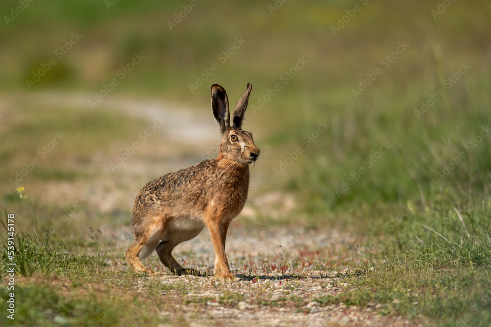 European Hare on dirty road European Hare on dirty road