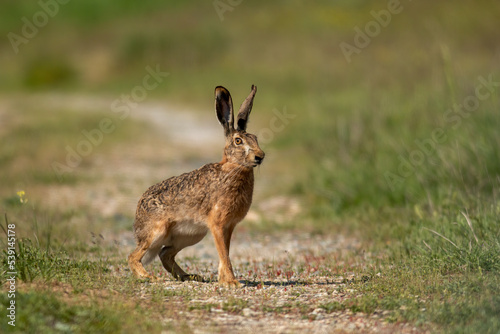 European Hare on dirty road © georgigerdzhikov