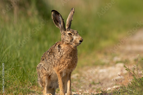 Fototapeta Naklejka Na Ścianę i Meble -  European Hare on dirty road