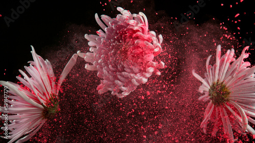 Freeze motion shot of beautiful pink chrysanthemum flowers with colored powder flying, close-up