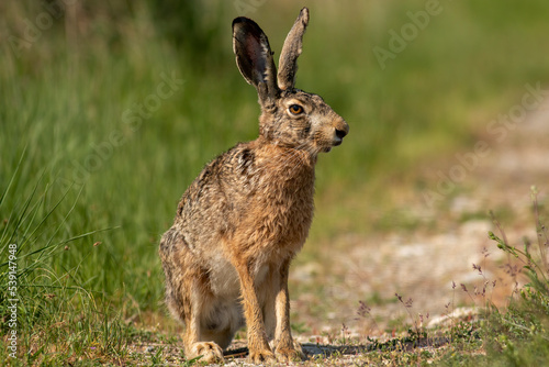 European Hare on dirty road © georgigerdzhikov