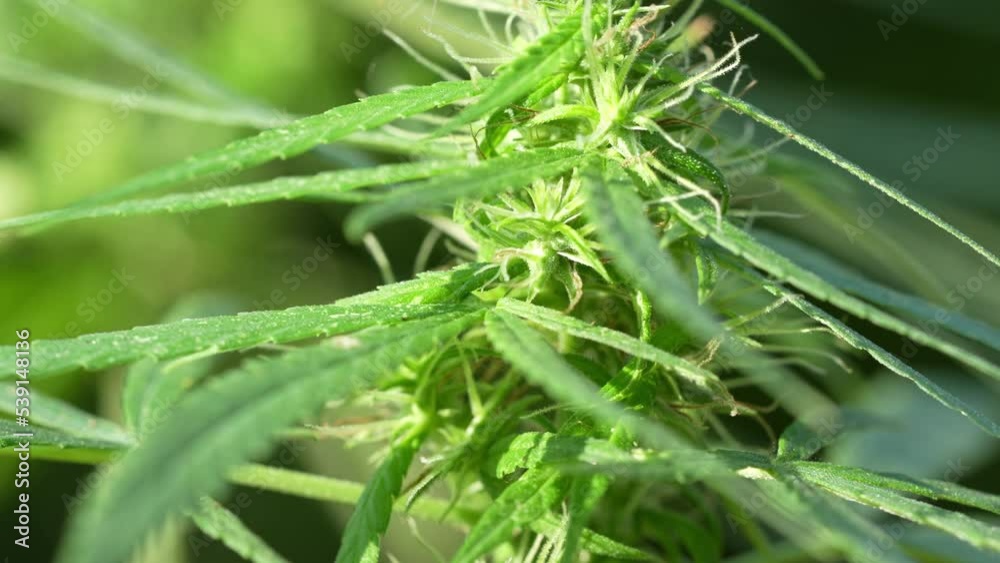 Cannabis plant or Marijuana plant on Green blur background Cannabis plant or Marijuana plant on Green blur background