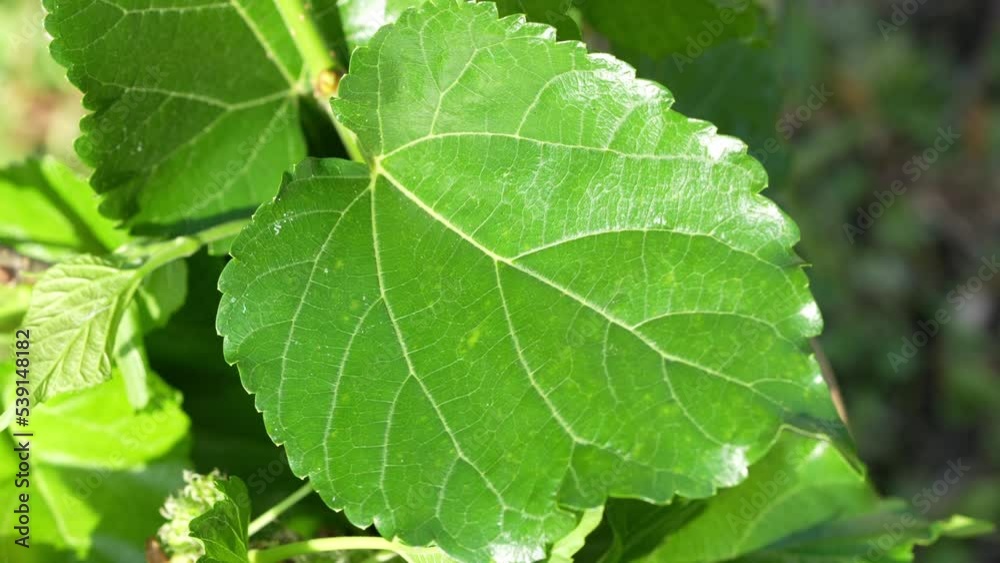 Fresh mulberry leaves for making tea leaves or raising silkworms on mulbeerry tree. Fresh mulberry leaves for making tea leaves or raising silkworms on mulbeerry tree.
