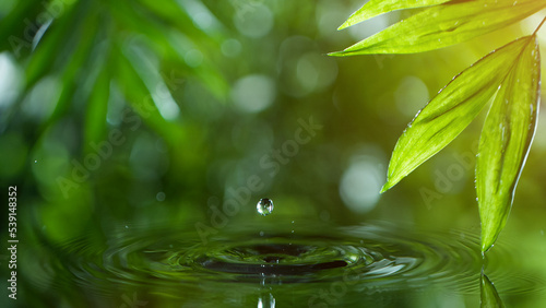 fresh green leaves with water drops over the water , relaxation with water ripple drops concept