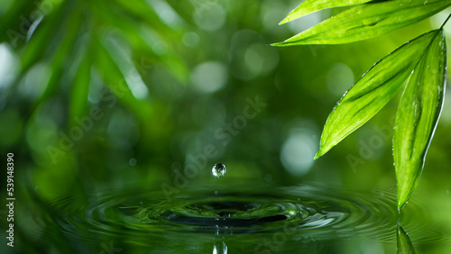 fresh green leaves with water drops over the water   relaxation with water ripple drops concept