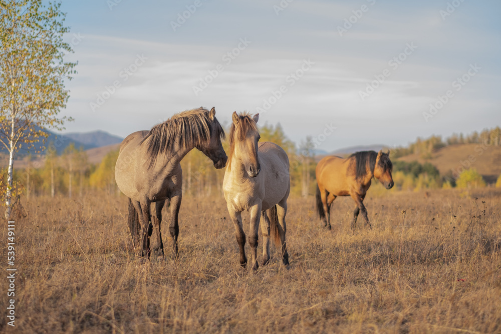 horses in the pasture. wild horses graze in the field. horses in the pasture. wild horses graze in the field.
