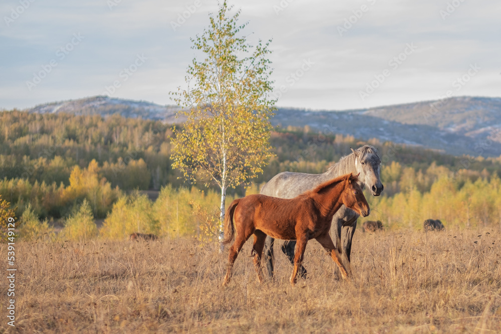 a small stallion next to an adult horse. family of horses. wild horses in the field. livestock a small stallion next to an adult horse. family of horses. wild horses in the field. livestock