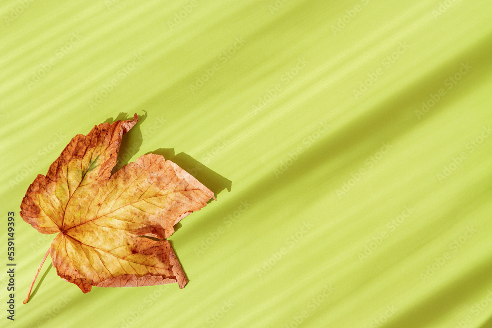 Obraz premium Minimal style composition made of dried maple leaf on white sunlit background with shadow. Autumn, fall, thanksgiving day concept. Flat lay, top view