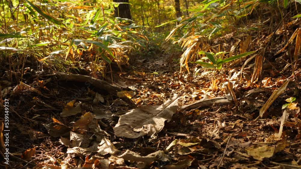 Dry leaf fallen from tree lying at empty path in forest, close up shot. Clip includes original ambient sounds. Autumn woodland noise and bird sings, some urban murmur at distance. Dry leaf fallen from tree lying at empty path in forest, close up shot. Clip includes original ambient sounds. Autumn woodland noise and bird sings, some urban murmur at distance.