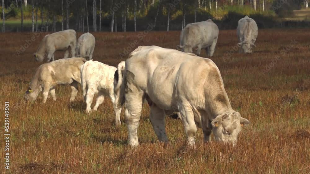White beef cows graze in a green meadow. White meat cows graze in the meadow. White beef cows graze in a green meadow. White meat cows graze in the meadow.