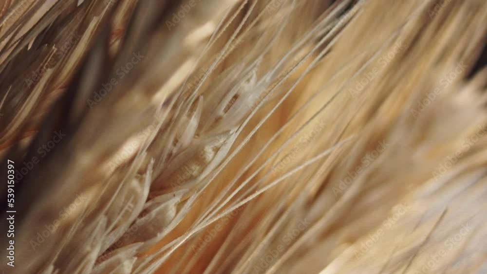 Selective focus of golden wheat stalks, illuminated by the sun, closeup. Selective focus of golden wheat stalks, illuminated by the sun, closeup.