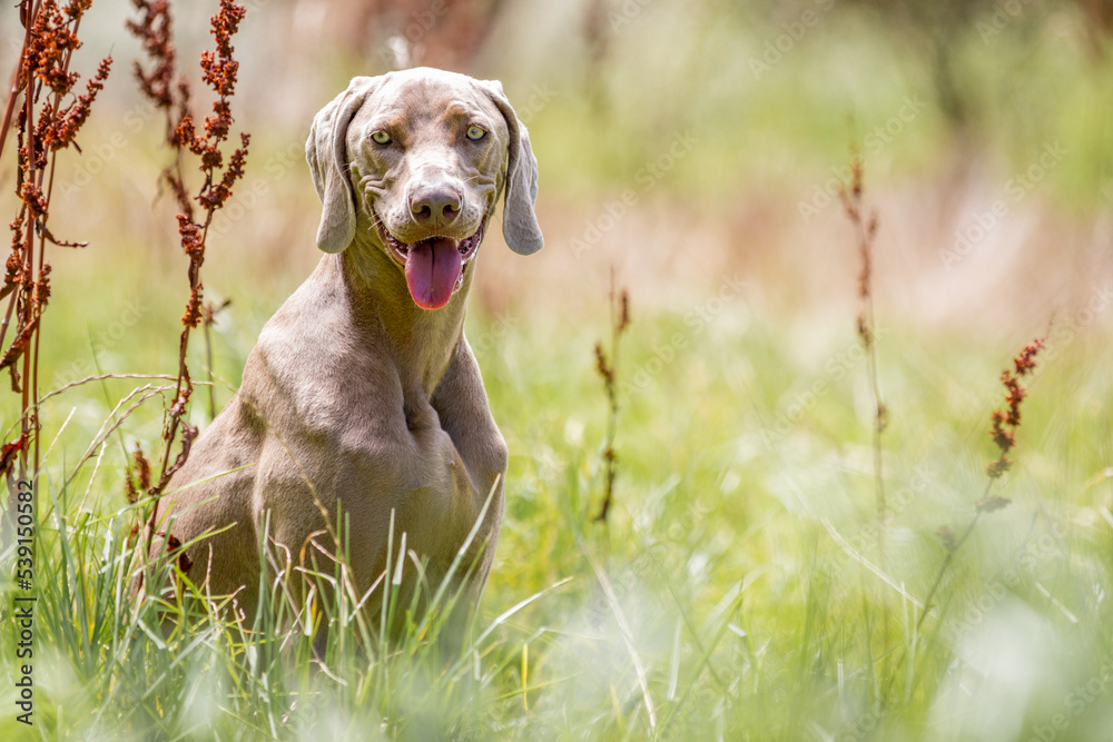 Weimaraner dog sitting in long grass with tongue out