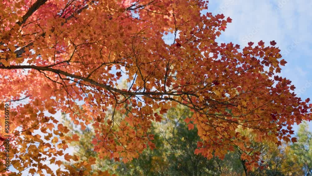 looking up at bright orange and red maple tree canopy branches in autumn looking up at bright orange and red maple tree canopy branches in autumn